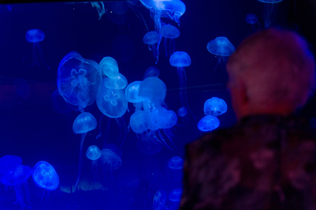 Navy & Pink Tampa Destination Wedding - The Florida Aquarium by Aaron Bornfleth Photographer (20)