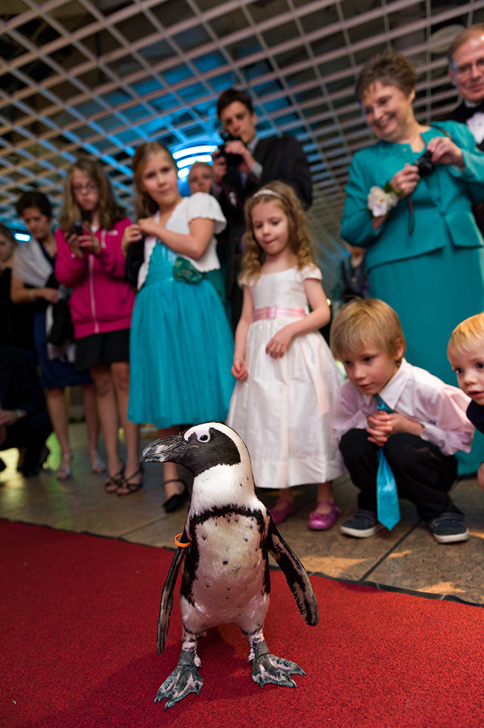 Navy & Pink Tampa Destination Wedding - The Florida Aquarium by Aaron Bornfleth Photographer (21)