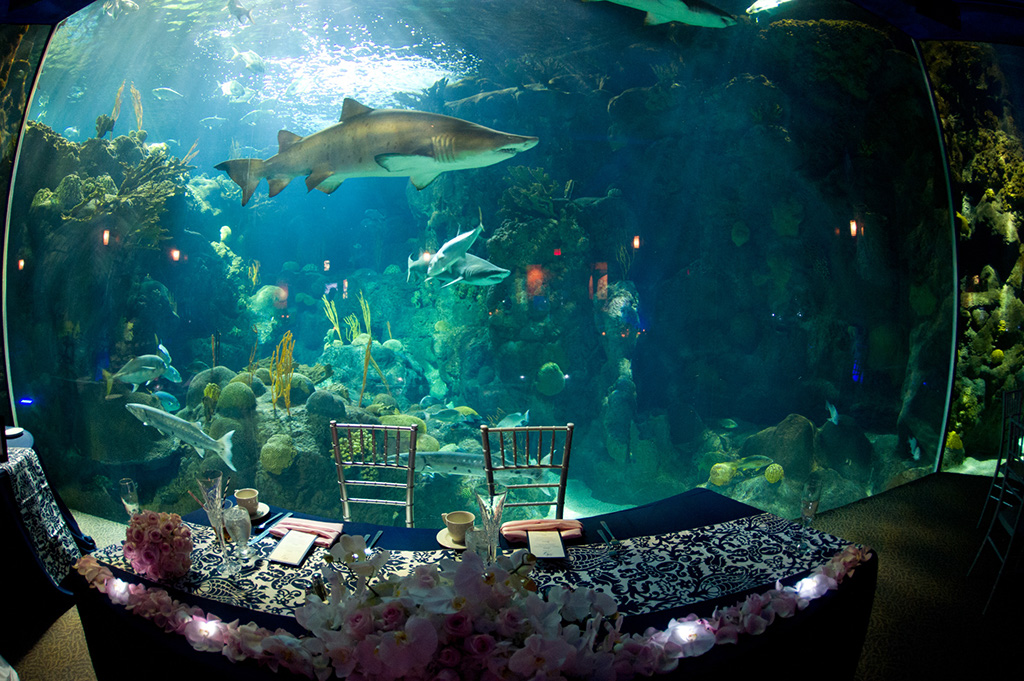 Navy & Pink Tampa Destination Wedding - The Florida Aquarium by Aaron Bornfleth Photographer (29)