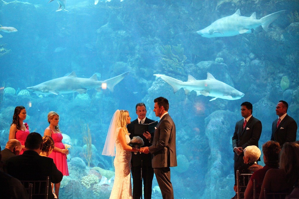 Pink & Grey Modern Florida Aquarium Destination Wedding (10)