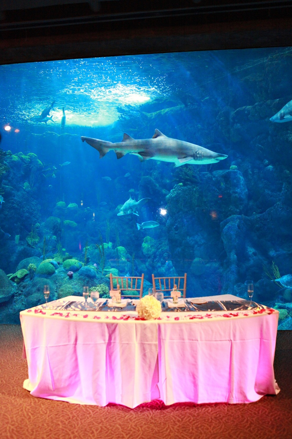 Pink & Grey Modern Florida Aquarium Destination Wedding (17)