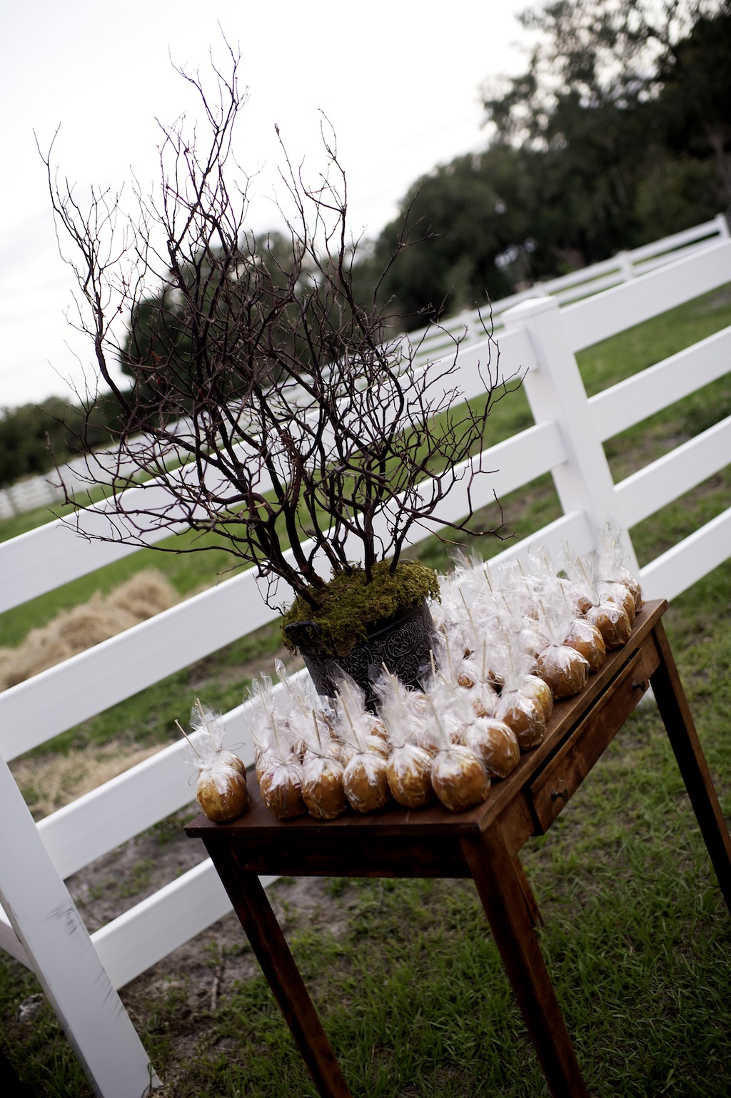 Rocking H Ranch Wedding - Green Rustic Wedding in Lakeland, FL - Tampa Bay Wedding Photographer Pink Lily Photo (23)