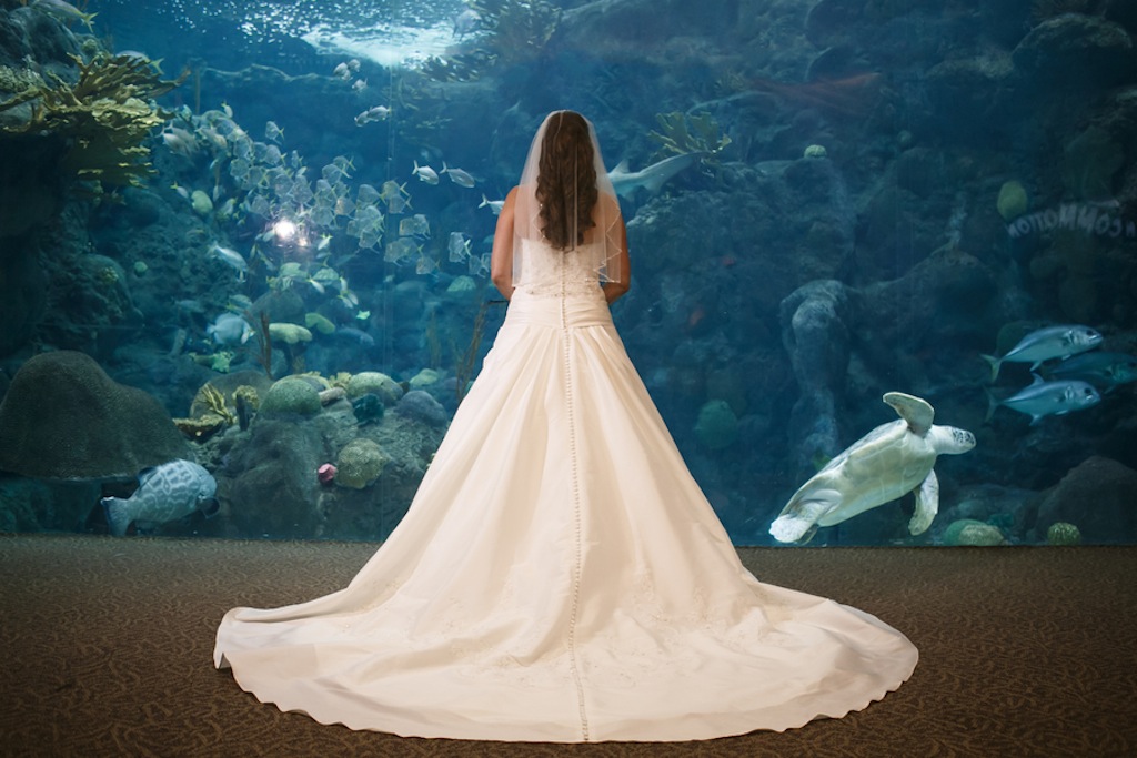 Gasparilla Inspired Peacock Wedding at the Florida Aquarium by Carrie Wildes Photography (6)