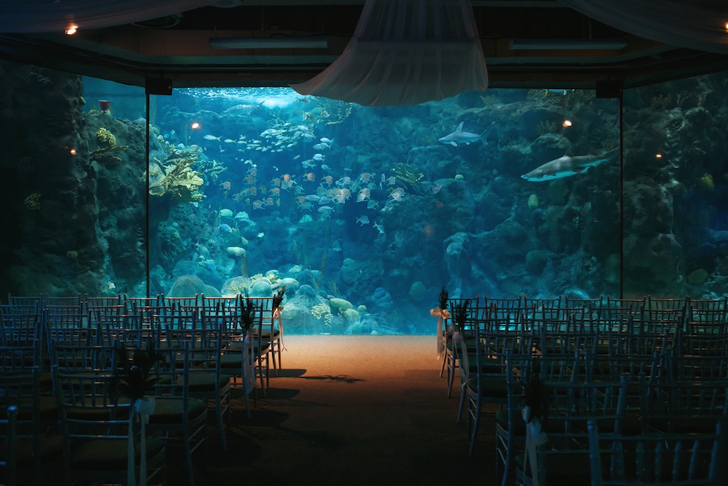 Gasparilla Inspired Peacock Wedding at the Florida Aquarium by Carrie Wildes Photography (9)