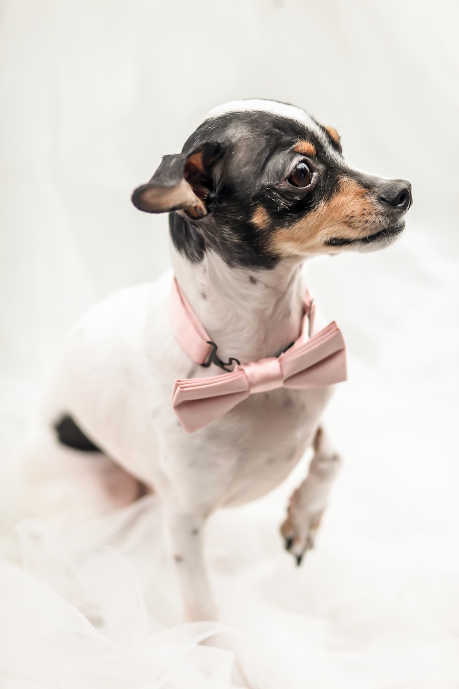 Wedding Dog in Pink Bowtie