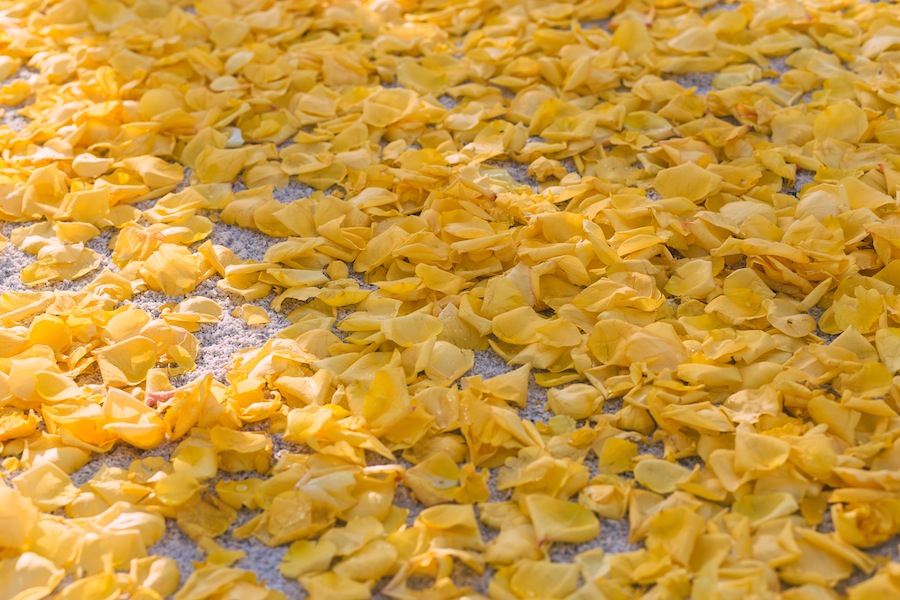 Yellow Rose Petals Beach Wedding Aisle