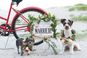 Vintage Ft. De Soto Engagement Session with Bicycle and Dogs | Caroline & Evan Photography