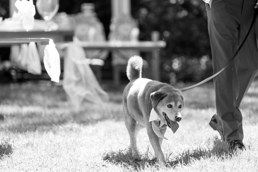 Dog Walking Down Wedding Aisle | Pets in Wedding Party