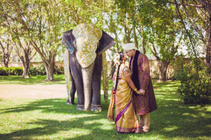 Sarasota, Florida Indian Bride and Groom Wedding Portrait with Elephant