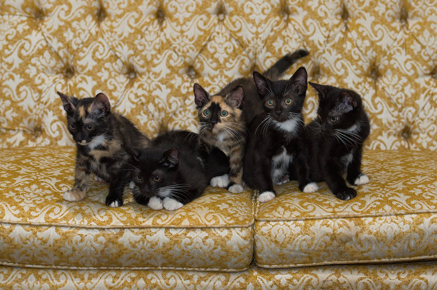 Tampa Bay Styled Wedding at Downtown Tampa Bay Wedding Venue Rialto Theatre with Kittens from Tampa Cat Crusaders|Tampa Bay Wedding Photographer Artful Adventures Photography