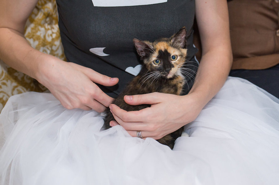Tampa Bay Bride at Cat Inspired Wedding at Tampa Bay Wedding Venue Rialto Theatre with Kittens from Tampa Cat Crusaders|Tampa Bay Wedding Photographer Artful Adventures Photography