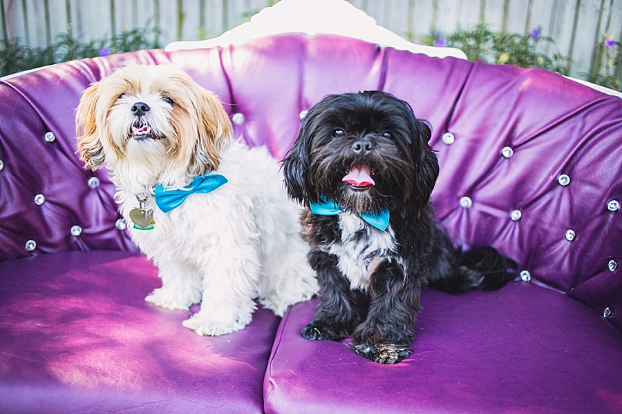 Dogs in Blue Bowties for Wedding Ceremony