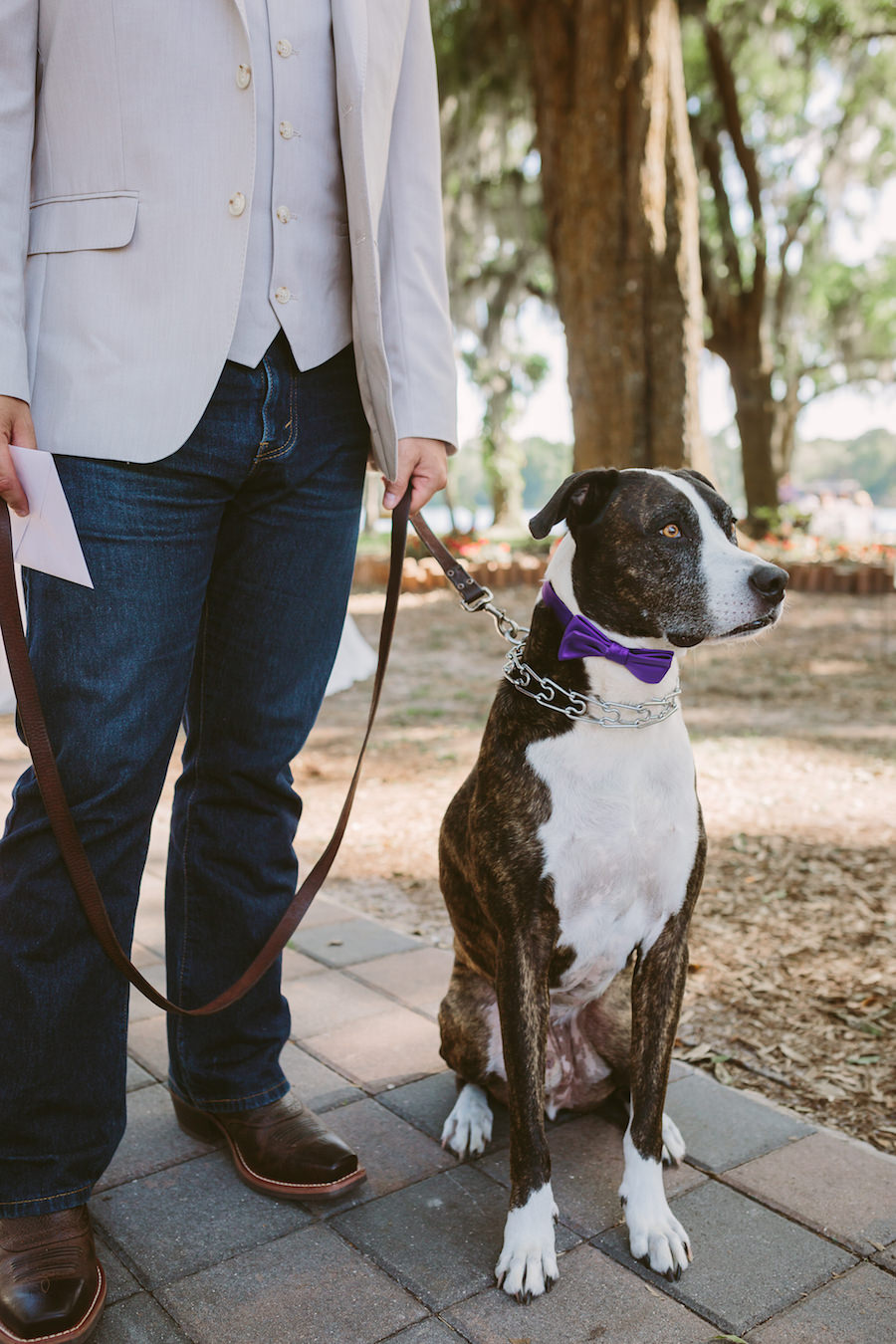 Dog at Wedding Ceremony with Purple Bowtie