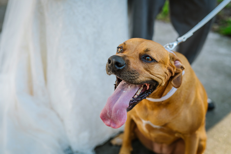 Wedding Portrait of Pet Dog | Specialty Wedding Pet Sitting Provided by FairyTail Pet Care St. Petersburg Florida