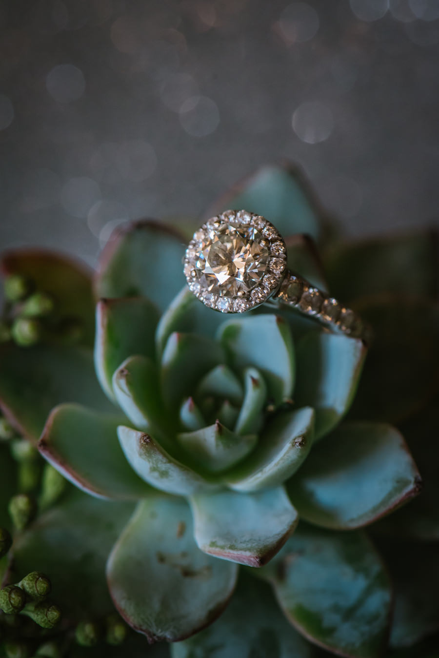 Brilliant Cut Engagement Ring with Halo on Succulent Portrait | Round Shaped Diamond Ring With Halo