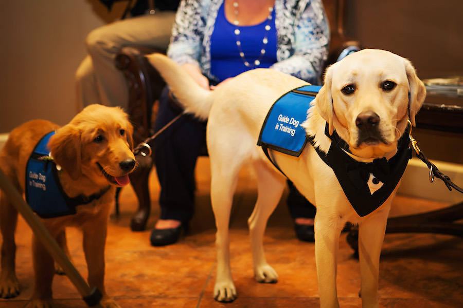 Southeastern Guide Dogs Puppies in Training | Labrador Dog in Wedding Tuxedo | Fairytail Pet Care Wedding Planning