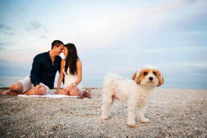 Outdoor, Waterfront Clearwater Beach Engagement Session With Dog | Clearwater Wedding Photographer Limelight Photography