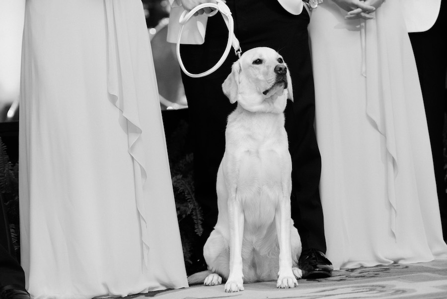 Wedding Reception, with Labrador Dog in Wedding Party