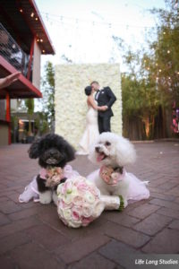 Bride and Groom Wedding Portrait with Pet Dogs at Tampa Bay Pet Friendly Wedding Venue NOVA 535 | Tampa Wedding Day Pet Care by FairyTail Pet Care