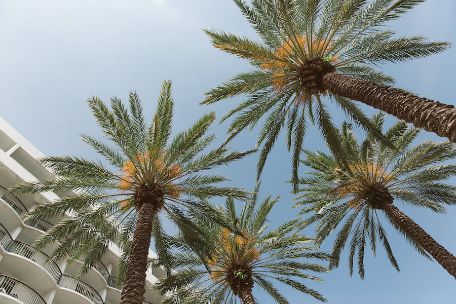 Clearwater Beach Palm Trees