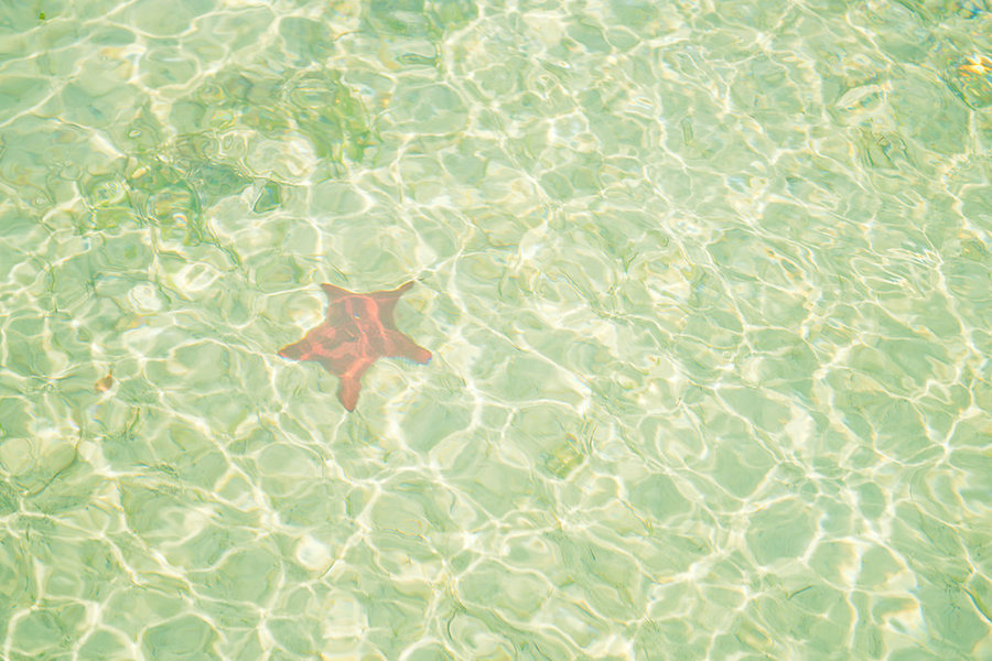 Starfish at Turtle Cay - Private Boating Excursion in the Abaco Islands | Abaco Beach Resort Bahamas Destination Wedding Venue