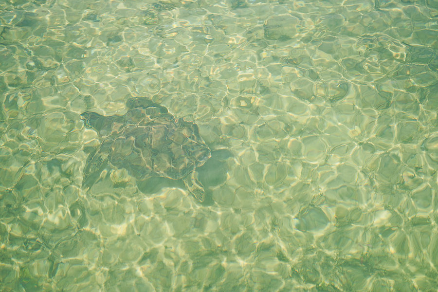 Turtles Swimming at Turtle Cay - Private Boating Excursion in the Abaco Islands | Abaco Beach Resort Bahamas Destination Wedding Venue