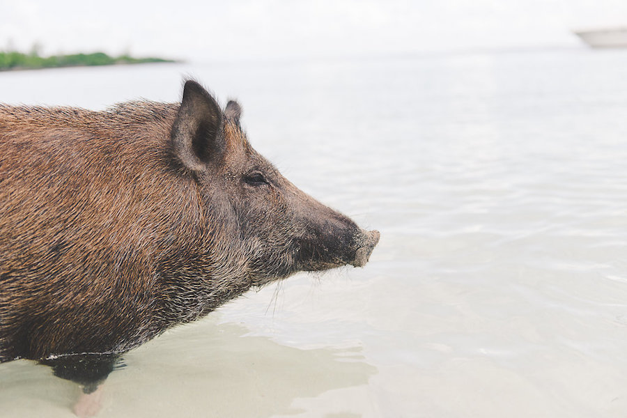 Swimming with the Pigs - Private Boating Excursion in the Abaco Islands | Abaco Beach Resort Bahamas Destination Wedding Venue