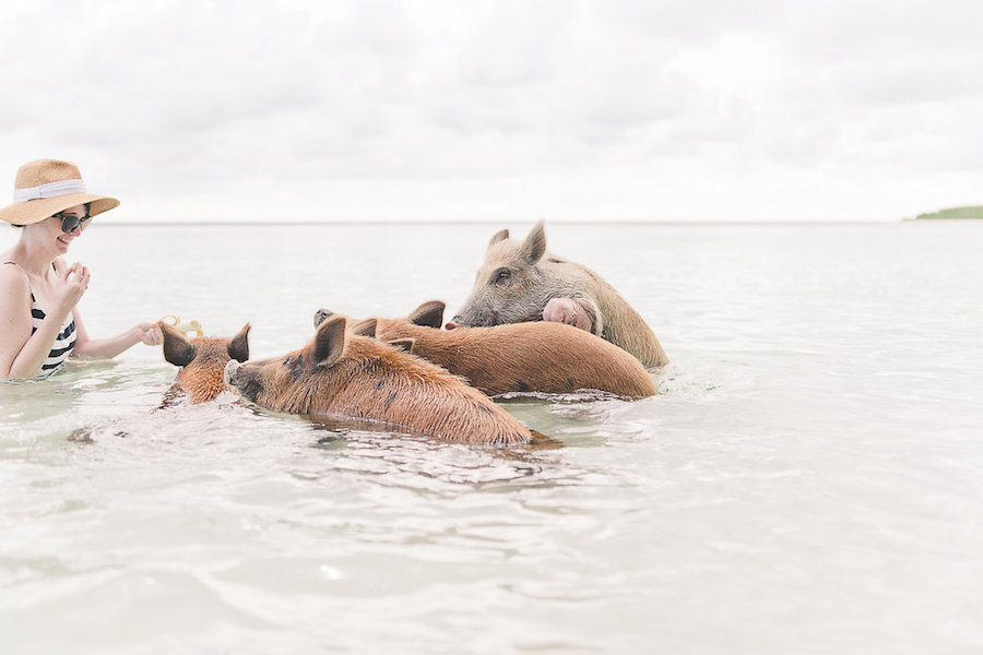 Swimming with the Pigs - Private Boating Excursion in the Abaco Islands | Abaco Beach Resort Bahamas Destination Wedding Venue