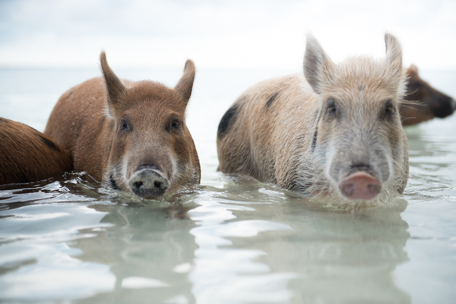 Bahamas Destination Beach Caribbean Excursion Swimming with the Pigs | Aisle Society Weddings Abaco Beach Resort