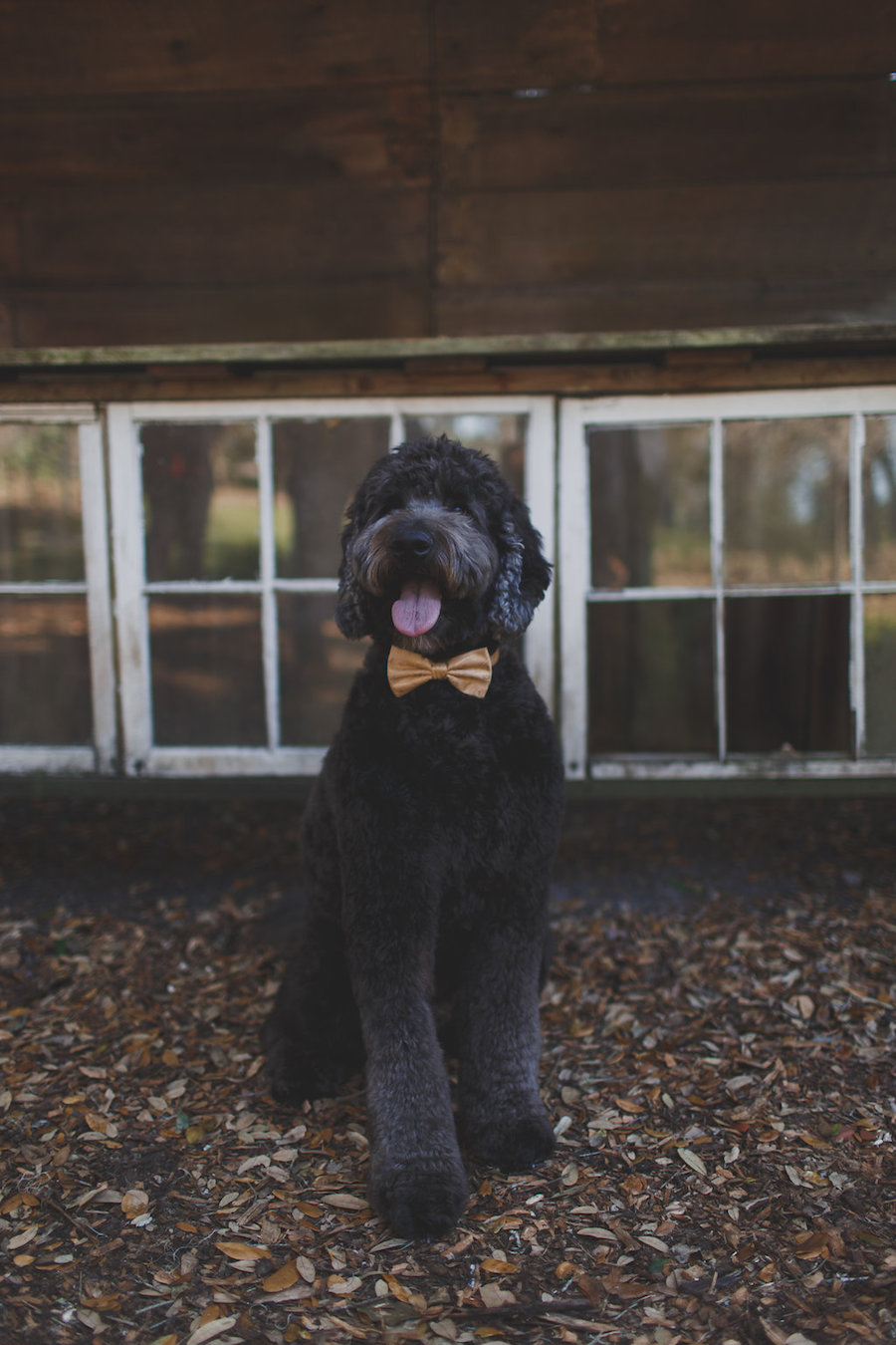 Pet Dog Goldendoodle in Bowtie as Best Man Wedding Day Portrait