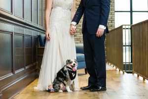 Tampa Bride and Groom Wedding Portrait with Pet Dog | Tampa Wedding Pet Sitting by Fairytail Pet Care