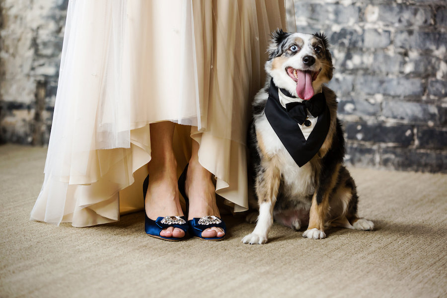 Bride and Pet Dog on Wedding Day Portrait | Tampa Wedding Pet Sitting by FairyTail Pet Care