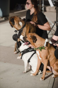 Dogs in Tuxedo and Greenery Collar at Wedding Ceremony with Pets | Tampa Bay Wedding Venue The Vault | Wedding Photographer Marc Edwards Photographs