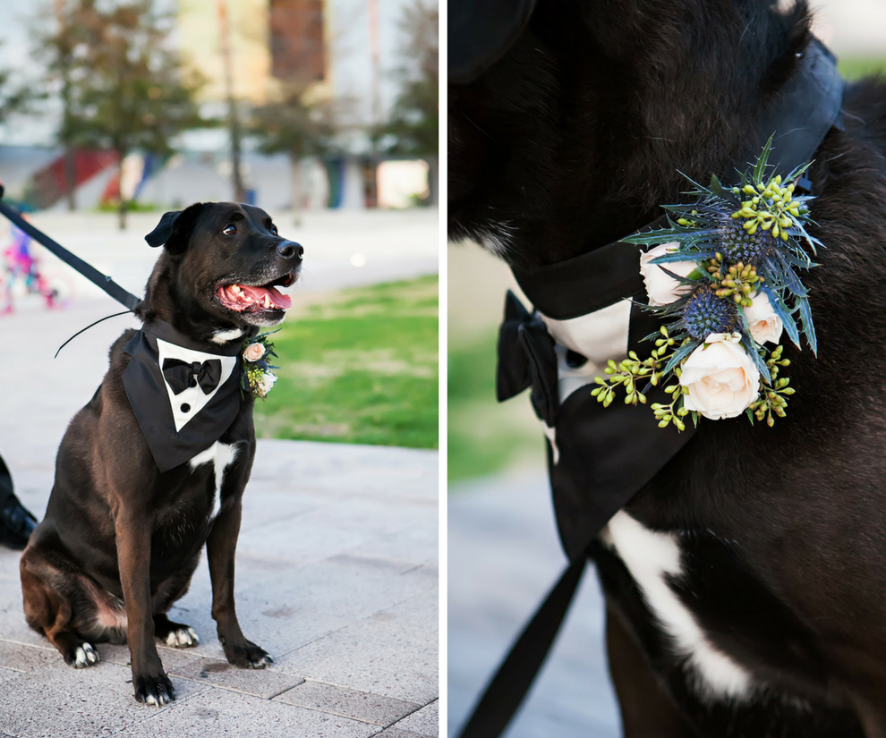 Dog in Tuxedo with Floral Collar | Tampa Bay Wedding Pet Planner Fairytail Pet Care