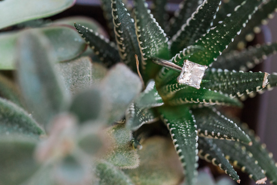 Solitaire Diamond Engagement Ring on Green Succulent Plant | Tampa Bay Wedding Venue Hilton Clearwater Beach