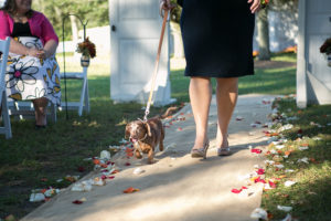 Dacshund Ring Bearer | Dogs in Wedding Ceremony