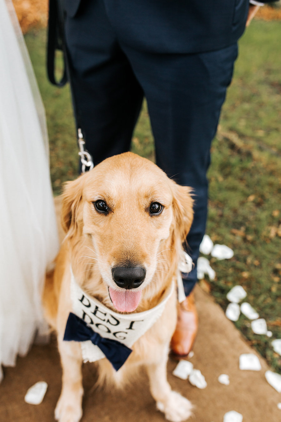 Wedding Day Portrait of Dog as Groomsmen with BowTie on