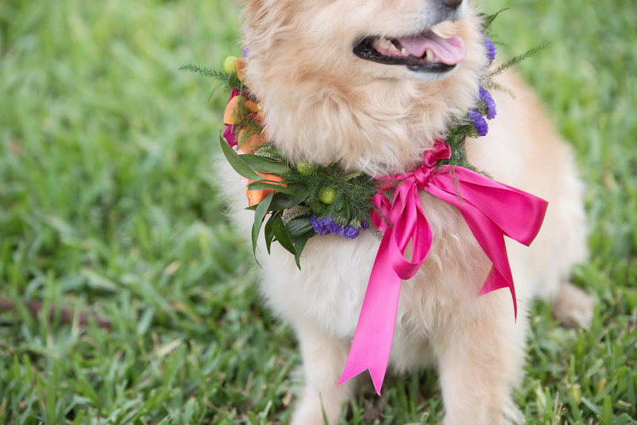 Floral Dog Collar | Pets in Wedding | St. Petersburg Wedding Florist Wonderland Floral Art | St. Pete Beach Photographer Kristin Marie Photography
