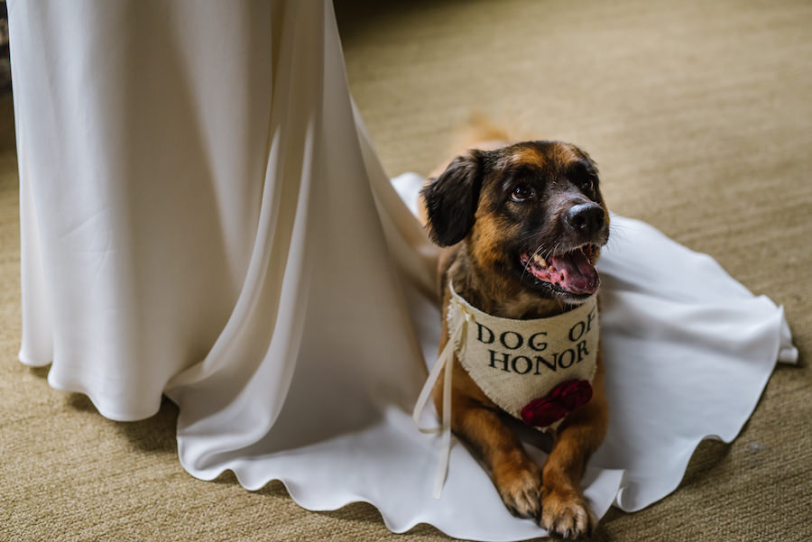 Dog of Honor Portrait on Train of Wedding Dress