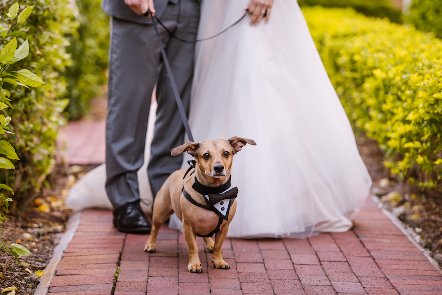 Outdoor Wedding Dog of Honor Portrait wearing Tuxedo Harness | Wedding Pet Coordinating from Tampa Bay Fairy Tail Pet Care