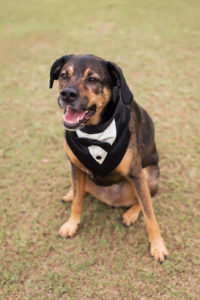 Dog of Honor Portrait Wearing Tuxedo | Tampa Bay Wedding Pet Care Planner Fairy Tail Pet Care