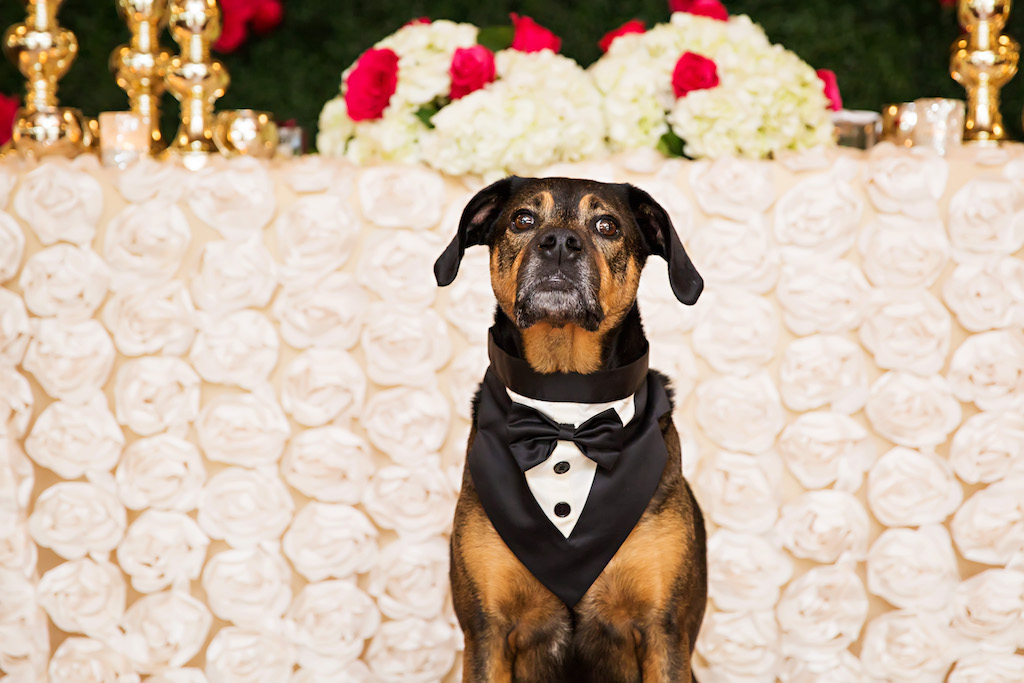 Dog of Honor Wedding Reception Portrait | Clearwater Wedding Pet Care Planning Fairy Tail Petcare