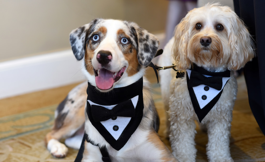 Dogs of Honor Wedding Portrait with Black and White Tuxedo Collars | Tampa Bay Wedding Pet Care and Planning Fairytail Pet Care