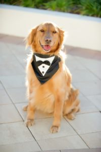 Dog of Honor Wedding Pet Portrait wearing Tuxedo Collar | Tampa Bay Wedding Photographer Andi Diamond Photography | Tampa Wedding Pet Coordinator and Planner FairyTail Pet Care