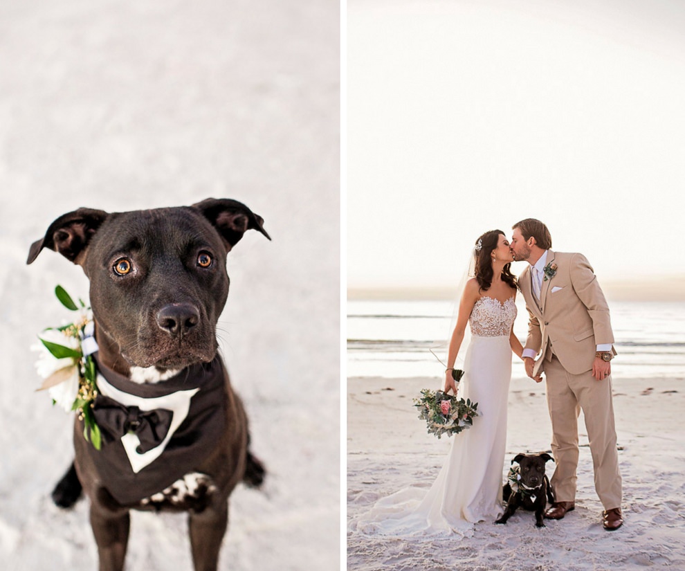 Outdoor St. Pete Beach Bride and Groom Wedding Portrait in Illusion Lace Column Martina Liana Dress, Groom in Tan Suit, Dog of Honor in Tuxedo Collar with White Floral and Greenery