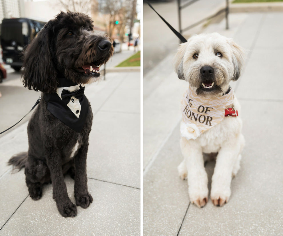 Dog of Honor Portraits in Tuxedo and Lace Collar | Tampa Bay Wedding Pet Coordinators FairyTale Pet Care