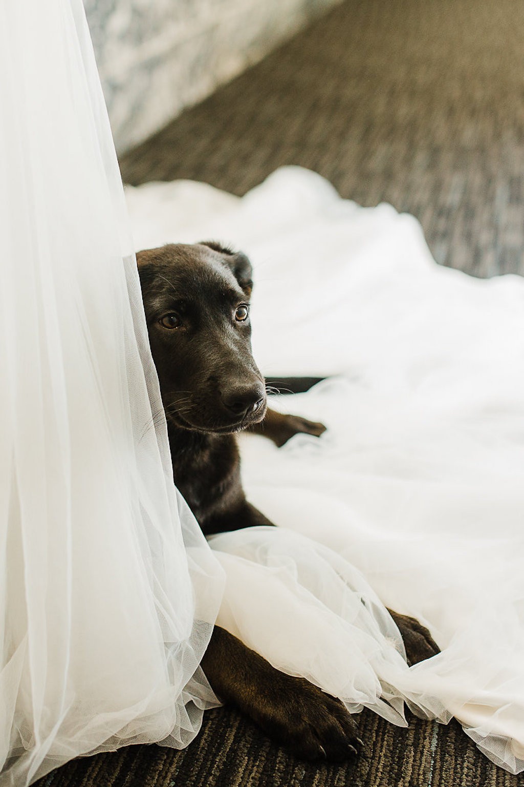 Dog of Honor Portrait on Wedding Dress Train