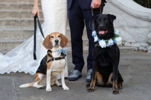 Bride and Groom Wedding Portrait with Pet Dogs in Blue Bow Tie and White and Blue Flower Collar | Tampa Wedding Pet Sitting by Fairytail Pet Care | Photographer Marc Edwards Photographs