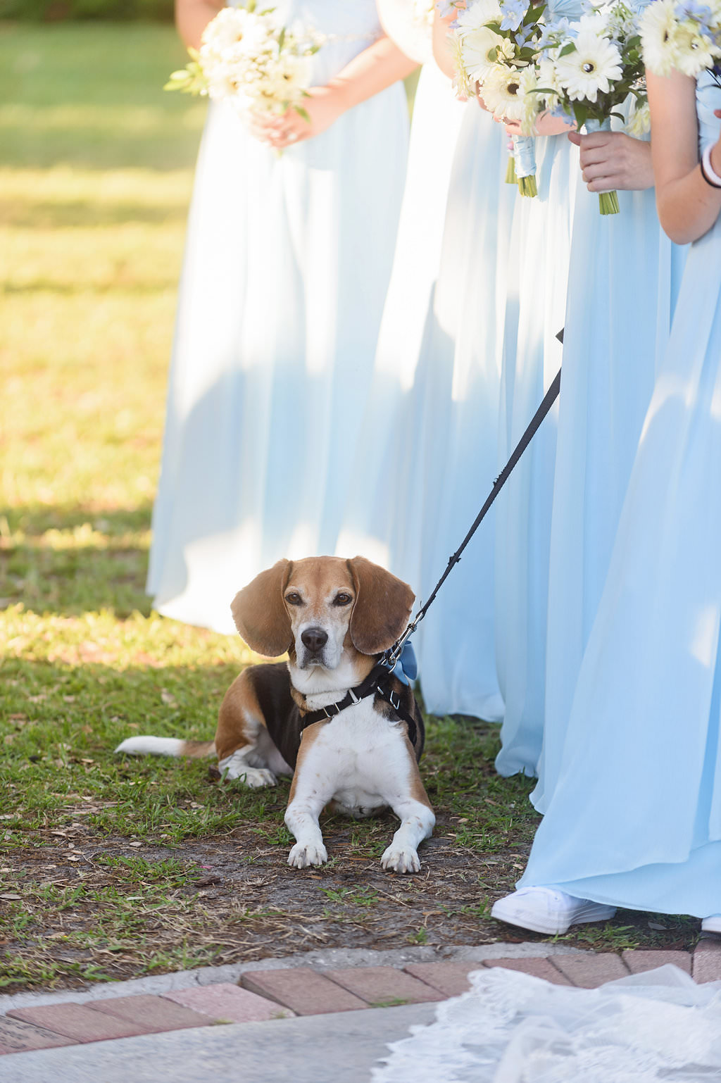 Outdoor Wedding Dog Portrait and Bridal Party Wearing Light Blue Bridesmaid Dresses Holding White and Greenery Floral Bouquets | Wedding Pet Coordinating from Tampa Bay Fairy Tail Pet Care | Tampa Bay Wedding Photographer Marc Edwards Photographs