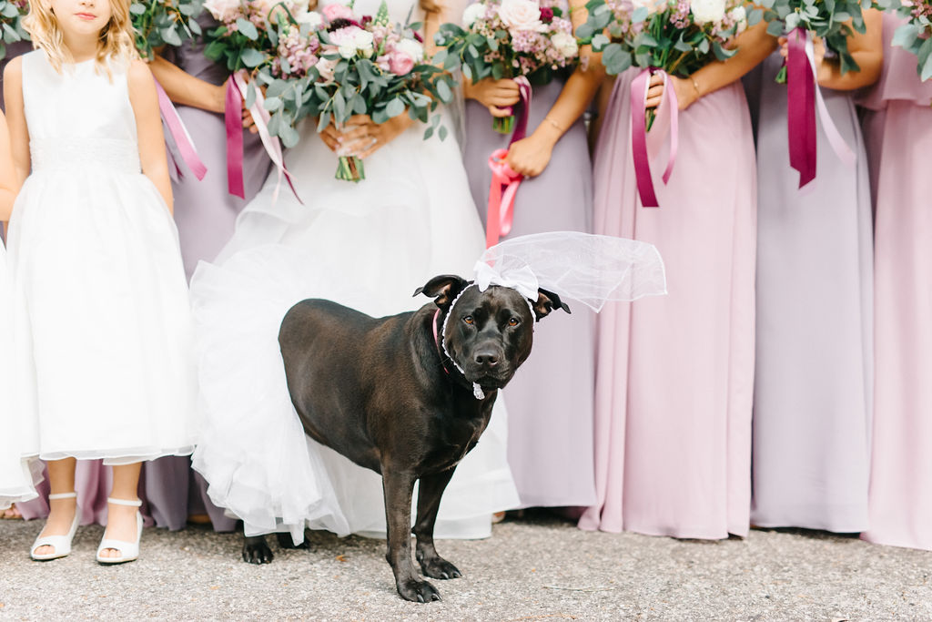 Outdoor Bride and Bridesmaids Wedding Portrait in Sweetheart Strapless Ballgown Wedding Dress and Veil with Pink, White and Greenery Floral Bouquet, Bridesmaids in Mismatched Mauve/Lilac Dresses, Dog in Veil and Tulle Skirt, Flower Girl in White Dress | Tampa Bay Wedding Planner Burlap to Lace